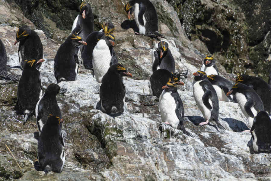 Pingüino Macaroni - islas Georgias del Sur 25.jpg